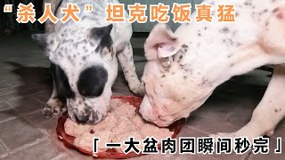 姚三马犬舍新成员加纳利犬坦克吃饭真猛，一大盆肉团瞬间秒完，狼吞虎咽真过瘾！