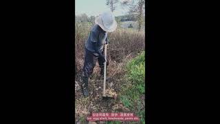 马来西亚人在自家果园种榴莲 How Malaysians grow durian🌿🌞 #own farm #malaysia #durian #kampung