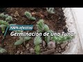 Germinacion de una semilla de tuna/nopal/ cactus