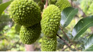 Our farm visit /ഞങ്ങളുടെ ചെറിയൊരു ഫാം കാണാം