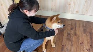 柴犬の”大和くん”と”ハーネス”に慣れる練習！