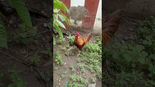 மூளை இருந்தான டி மூளை காய்ச்சல் வரும் 🐔🐓 #funny_chicken #kozhi_koothugal #kozhi #shortsfeed #shorts