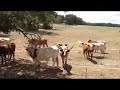 texas longhorns moo ing