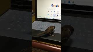 テイクアウト 誰も取らんよ　#shorts# #birds#すずめ