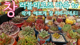 러블리로즈다육tv 님의  창 구경하기 ! 창도 작고 예쁘게  키우시네요~^^  多肉植物 Korean succulents