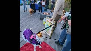 2nd Place in halloween costume contest! #halloween #labrador #doglife #queen