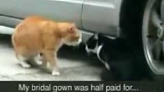 Cat Arguement (FUNNY)