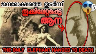 ജനരോക്ഷത്തെ തുടര്‍ന്ന് തൂക്കിലേറ്റപ്പെട്ട ആന | The only elephant to be hanged to death