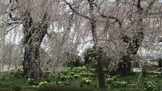 枝垂れ桜　Weeping cherry tree