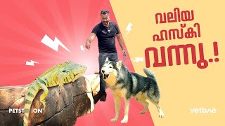 Husky and iguana fight.. പുതിയ ഹസ്കി ടർബോ (Pablo) എല്ലാരേയും ഒന്ന് പരിചയപ്പെടാം...