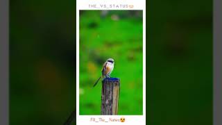 Vilen Chidiya|STATUS(Official Video