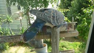 202306鳥が食事する風景　スズメ　ハト　シジュウカラ　　メジロ