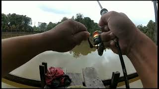 Mancing mengunakan buah cempedak asli kalimantan..!! hasilnya woouu luar biasa.