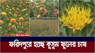 ভোজ্য তেলের চাহিদা বিবেচনা করে ফরিদপুরের চরাঞ্চলে বানিজ্যিকভাবে শুরু কুসুম ফুলের চাষ। Kusum Flower