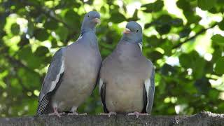 2022-06-06 Örvös galamb pár /Columba palumbus Botanikuskert Debrecen