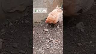 chicken 🐔 fighting 💪