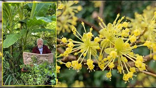 CORNOUILLER MÂLE ET OFFICINAL ARBUSTES À FLEURS POUR LA FIN DE L’HIVER. Le Quotidien du Jardin N°424