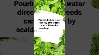 Myth or Truth? 🌱 Boiling water can kill weeds naturally.