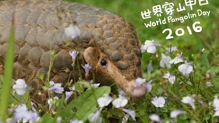 20160220 世界穿山甲日 World Pangolin Day