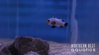 PREMIUM WYOMING WHITE CLOWNFISH