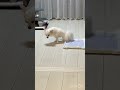 シートに上手におしっこ出来た犬のしっぽちゃん