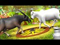 काला भैंस और सुंदर गाय की दोस्ती Black Buffalo and Cow's Friendship 3D Hindi Moral Stories | JOJO TV