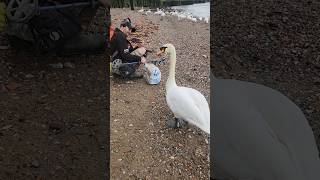 River Thames Wildlife - London #mudlarking #riverthames #wildlife #swan @Sifinds #foreshore #fyp