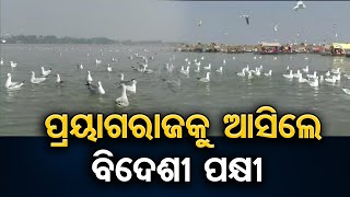 ପ୍ରୟାଗରାଜକୁ ଆସିଲେ ବିଦେଶୀ ପକ୍ଷୀ | Odisha Reporter