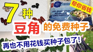 【种豆角】不用买种子就可以种的7种豆角, 免费的种子, 超市就能买到 7 free bean seeds from market (English Subtitle)