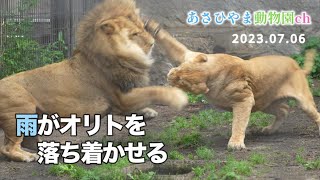 【ライオン登場からピリピリ】旭山動物園、朝のオリトファミリー！少し警戒からオリトも次第にピリピリモード？やがて雨が降り出し雰囲気は...