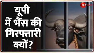 Buffalo Arrested in UP: Why buffalo arrested in UP? , Deshit | Hindi News | Latest Update