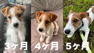 子犬ジャックラッセルテリアの毛質はどのタイミングでわかる？ラフ、スムース、ブロークン