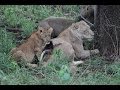 Big 5 in der Makalali Privat Game Lodge