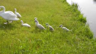 2016.6.1【千波公園(水戸市)】白鳥の親子