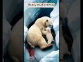 A touching story about a polar bear baby finding help from humans to save his mama bear #animallover