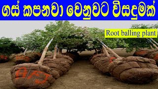 ගස් කපනවා වෙනුවට විසදුමක් / Root balling plant