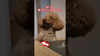 かわいい！いい子におねだりする犬ラッキー！ #dog #トイプードル #可愛い #犬 #funny #cute