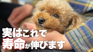 必ず知ってほしい愛犬の寿命と長生きするためのポイント　　　一緒に長く暮らす秘訣