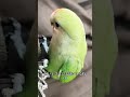 痛いけど実はインコちゃんは噛んでいるつもりはない瞬間～三選～　parakeets don t mean to bite