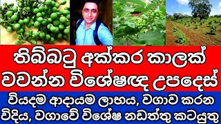 තිබ්බටු වගාව අක්කර කාලක් කරලා බලමු | Thibbatu Wagawa | Thibbatu Cultivation in Sri Lanka