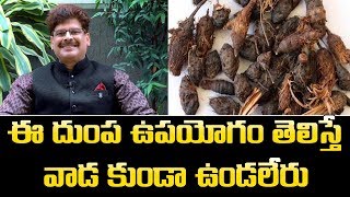 ఈ తుంగ గడ్డలు ఉపయోగం తెలిస్తే అస్సలు వాడకుండా మీరు ఉండలేరు ||Benefits of Tunga Gaddi ||Ayurveda Tips