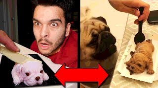 Funny Dog Reaction to Dog Cake IN REAL LIFE! (Meme Taste Test)