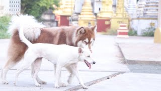 ព្រះសង្ឃពលកម្ម ចាក់កម្ទេចថ្ម ក្នុងវត្ត 05.11.2020.pheanith,