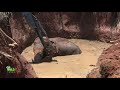 An Elephant Entrapped in well with mud