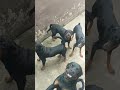 when rottweilers meet a doberman dog shorts ghdogtv rottweiler doberman