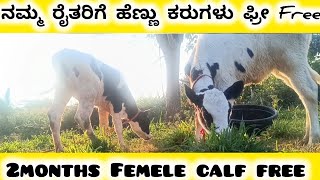 ನಮ್ಮ ರೈತರಿಗೆ ಹೆಣ್ಣು ಕರುಗಳು ಫ್ರೀ ಫ್ರೀ | 2 months Femele Calf Free | kannada | kote Farmers