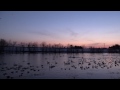 🌇夕日に舞い降りる白鳥たち evening sun and swans