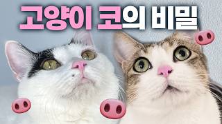 집사들이 의외로 모르는 “고양이 코”의 비밀 4가지