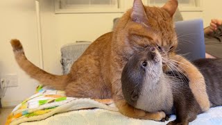 猫に抱きつかれ過ぎたカワウソの地味な仕返し Payback for an otter that was hugged too much by a cat.