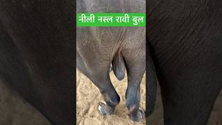 नीली रावी नसल बुल #shorts #short #shortvideo #bhains #m29 #bull #ravibull #dairyfarm #bhains #murha